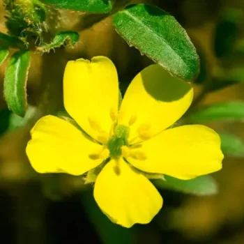 Extracto de Tribulus Terrestris